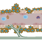 cells