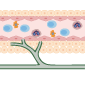 cells