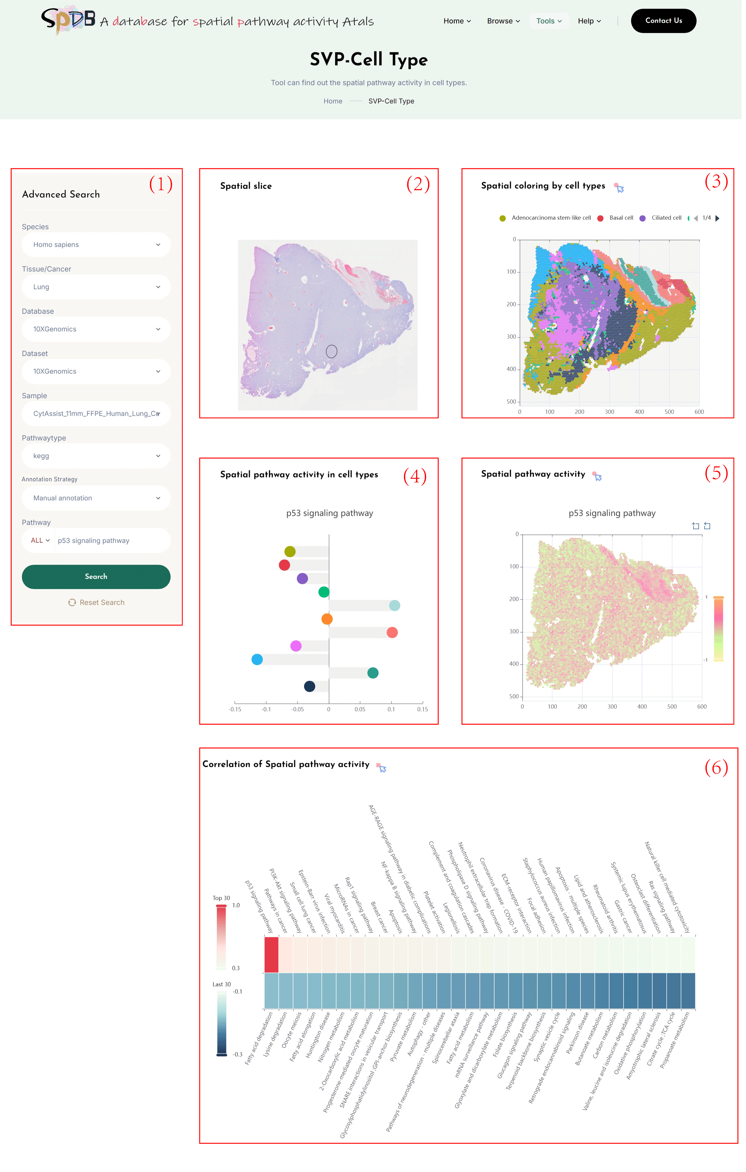 Pathway In Cell Type